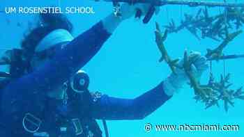 It's all hands on deck: Researchers harvest corals to protect them from underwater heat wave