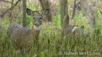 DNR releases 2023 deer hunting regulations