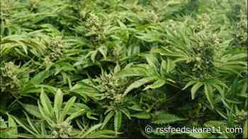 St. Paul hemp business adding homegrown cannabis classes