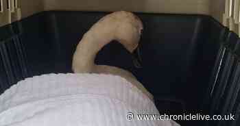 Warning after swan dies from injuries following dog attack at Newcastle country park