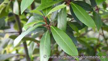 Merkwürdiger Diebstahl: Zwei Meter großer Lorbeerbaum verschwunden