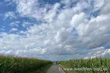 Fahrraddieb im Maisfeld bei Salzkotten per Drohne geschnappt