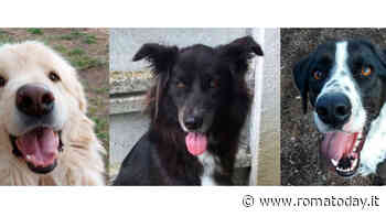 Lillo, Janis e Cody: i cani che non vedono l’ora di essere adottati