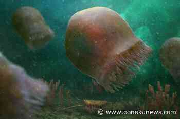 Researchers find oldest-known species of swimming jellyfish in Burgess Shale fossils