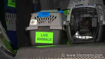Nearly 200 animals transported from South Florida for new forever homes across the country