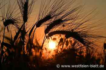 Meteorologe aus Lübbecke: „Wir erleben einen ganz normalen Sommer“