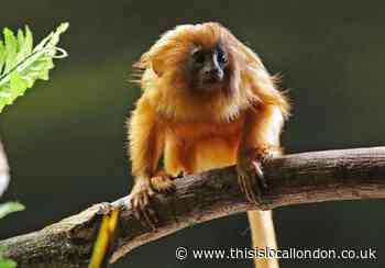 London Zoo 'endangered' golden lion tamarin monkey