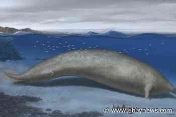 The heaviest animal ever may be this ancient whale found in the Peruvian desert