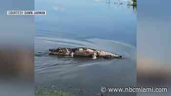 Watch shocking video of large rotting alligator being dragged across Florida lake