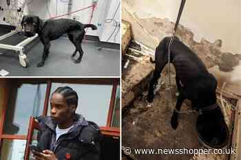 Shocking photos show suffering of dog abandoned by Bromley teen