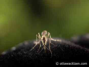 Equine encephalitis virus detected in horse in Leeds, Grenville and Lanark district