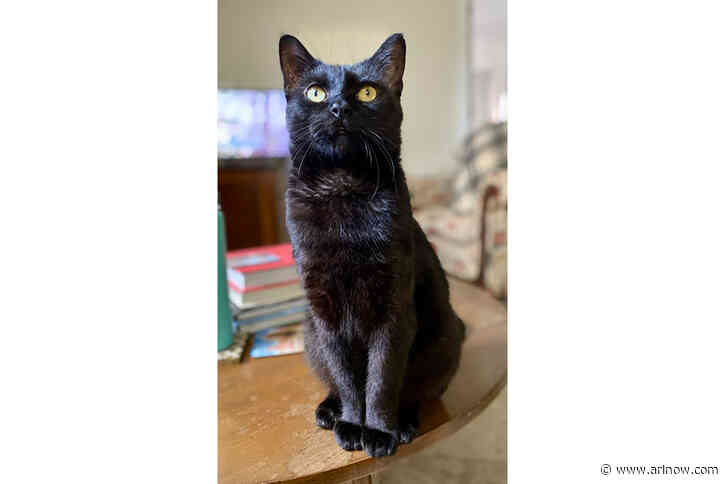 Adoptable Pet of the Week: Roy Lee