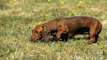 „Sissi“ vergiftet: Bayerische Polizei ermittelt wegen toter Dackeldame