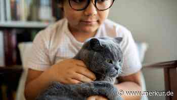 „Da kommt der Kalle“: Was eine Katze im Video „erzählt“, trifft den Humor von über 75.000 Instagram-Usern