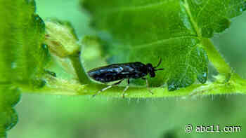 New invasive insect feeding on elm trees in North Carolina