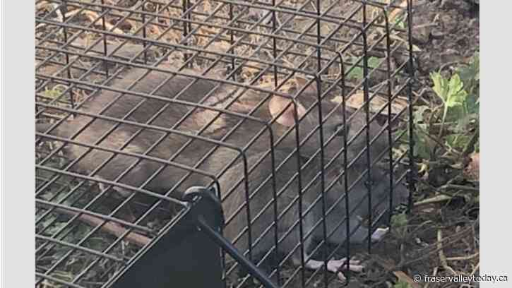 Chilliwack resident says rodent invasion in her neighbourhood is a public health issue
