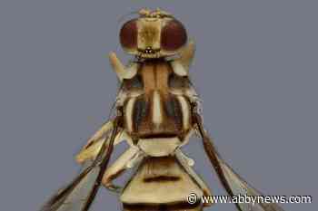 Invasive fruit flies have been found near L.A., prompting a produce quarantine