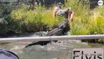 WATCH:  Worker dodges hungry gator during feeding time