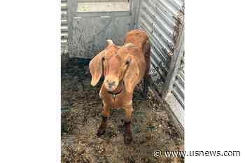 Willy the Texas Rodeo Goat, on the Lam for Weeks, Has Been Found Safe