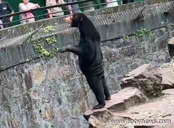 Video of a bear at a Chinese zoo has the web dived on if it is a real bear