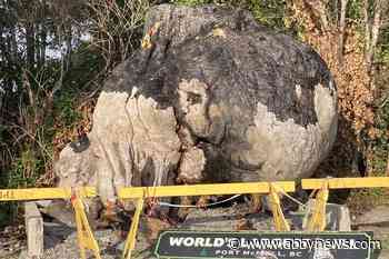 Juice, not gas: Fire that set B.C.’s ‘World’s Biggest Burl’ ablaze not deliberate