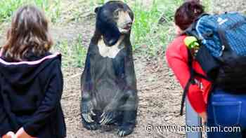 ‘It's real': Ron Magill weighs in on viral video showing bear standing on hind legs