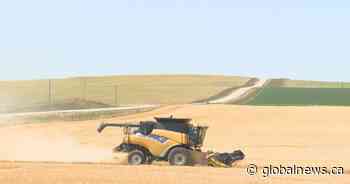 Southern Alberta crops producing low yields as ‘dismal’ harvest begins