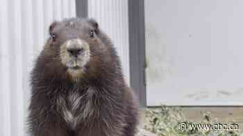 Marmot pups born at Calgary Zoo boost endangered population