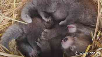 Whipsnade Zoo sees birth of endangered red panda twins