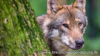 Wolf beißt Jungen im Tierpark – Polizei ermittelt
