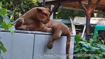 Erneut Raubtier-Alarm in Berlin: Polizei findet Plüschtier