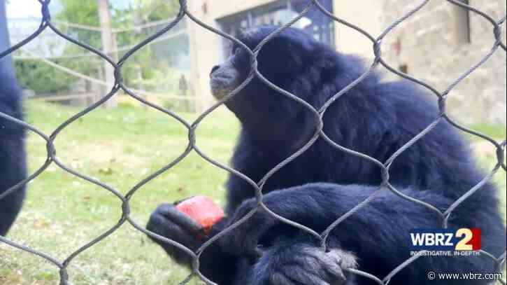 How BREC's Zoo animals stay cool in summer heat