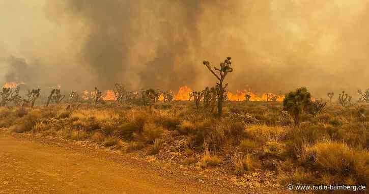 Feuer in Mojave-Wüste: Sorge um Joshua-Bäume