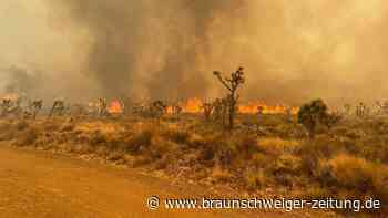 Feuer in Mojave-Wüste: Sorge um Joshua-Bäume