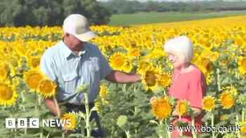 Watch: Farmer plants massive sunflower field in surprise gift for wife