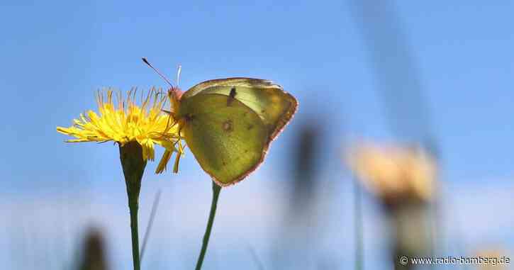 Mitmachaktion «Insektensommer» geht in zweite Runde