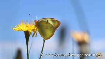 Mitmachaktion „Insektensommer“ geht in zweite Runde