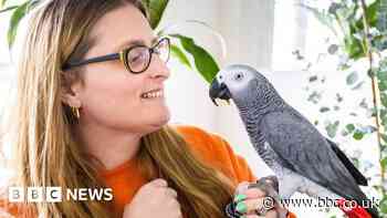 Parrots live life of luxury in Basingstoke after owner wins £2m