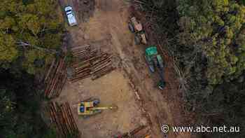 WWF releases findings on states fighting deforestation. NSW ranked last