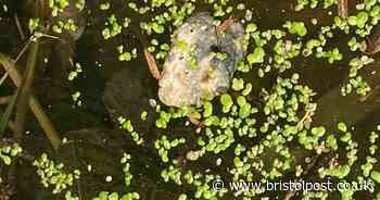 'Absolutely sinking raw sewage' pouring into West Country sea as people swim in poo