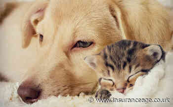 GRP enters pet market as it bolsters digital broker Insync with deal