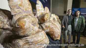 Wissenschaftler finden Knochen von kolossalem Ur-Wal