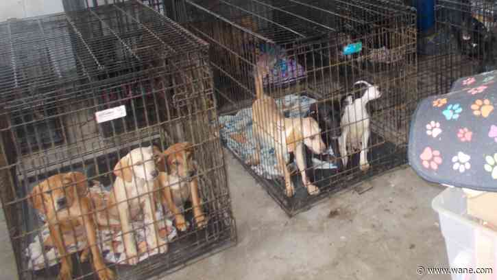 30 dead dogs found in freezer at 'horrible' Ohio animal rescue, owner arrested