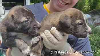24 dogs and puppies flown in from Louisiana to escape 'oppressive heat', will be up for adoption at VBSPCA