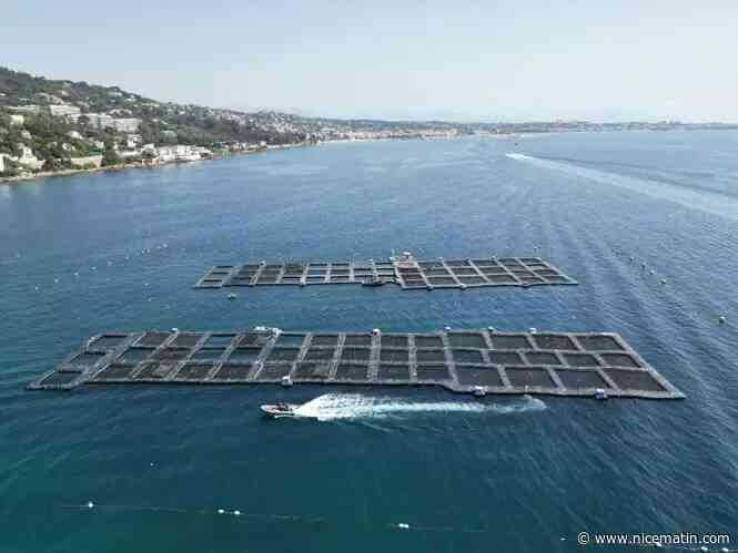 La préfecture valide le projet: une députée européenne va déposer un recours contre l’extension de la ferme aquacole dans la baie de Golfe-Juan