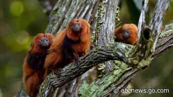 Brazil's endangered golden monkeys have recovered following big population drop