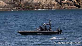 Hong Kong official vows to mull legal changes after discovery of whale carcass sparked anger