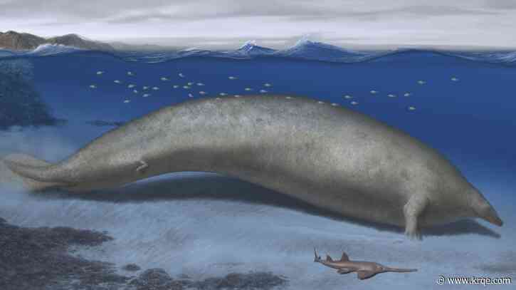 The heaviest animal ever discovered may be this ancient whale found in the Peruvian desert
