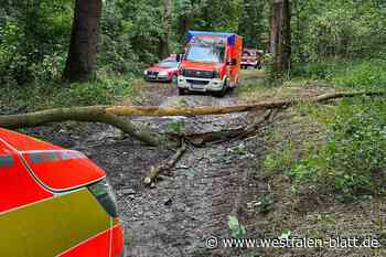 Brakel: Fallender Baum verletzt Frau schwer