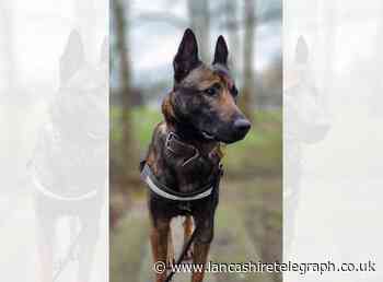 Police dog shot after biting handler in Walton-le-Dale